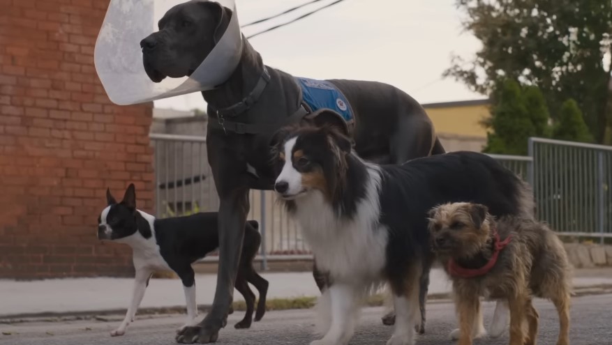 Strays: Will Ferrell and Jamie Foxx Star in R-Rated Talking Animal Movie